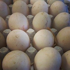 Duck eggs, fresh from the farm #chefs